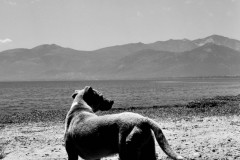 Stray Dog, Greece, 2015.